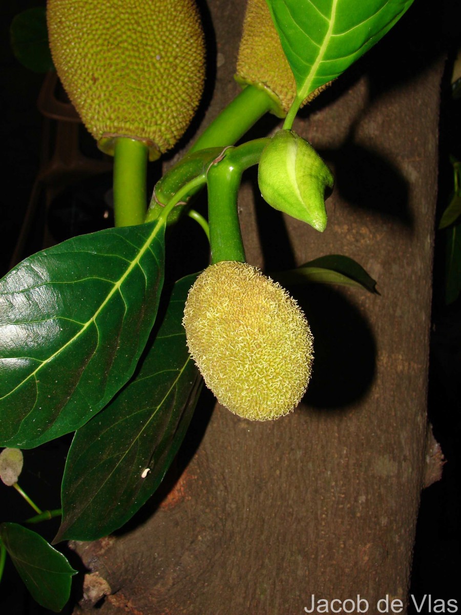 Artocarpus heterophyllus Lam.
